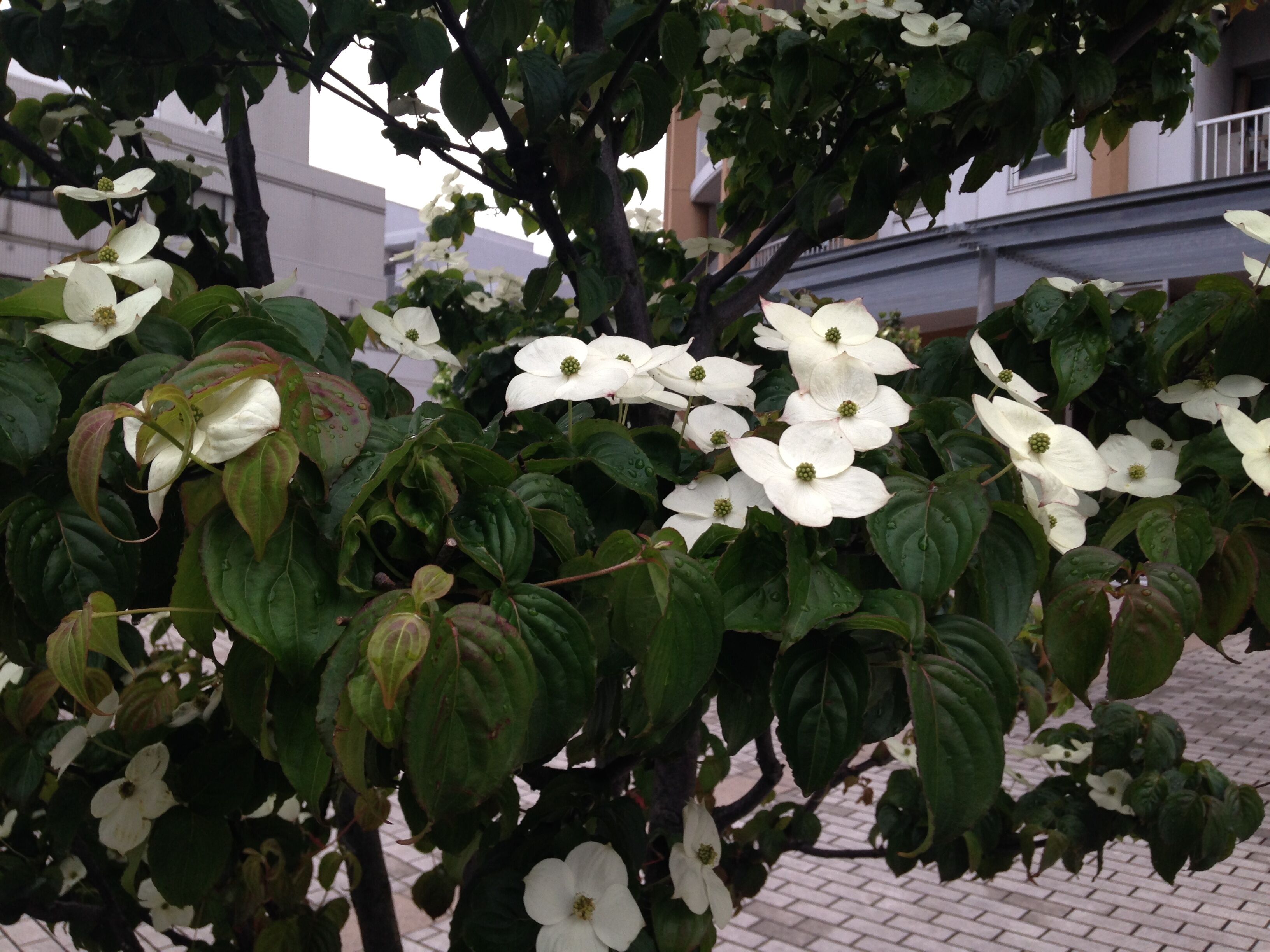 ヤマボウシの花