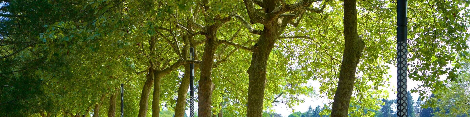 Vichy montrant randonnée ou marche à pied, jardin et animaux domestiques ou inoffensifs