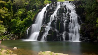 Paeroa bevat een waterval