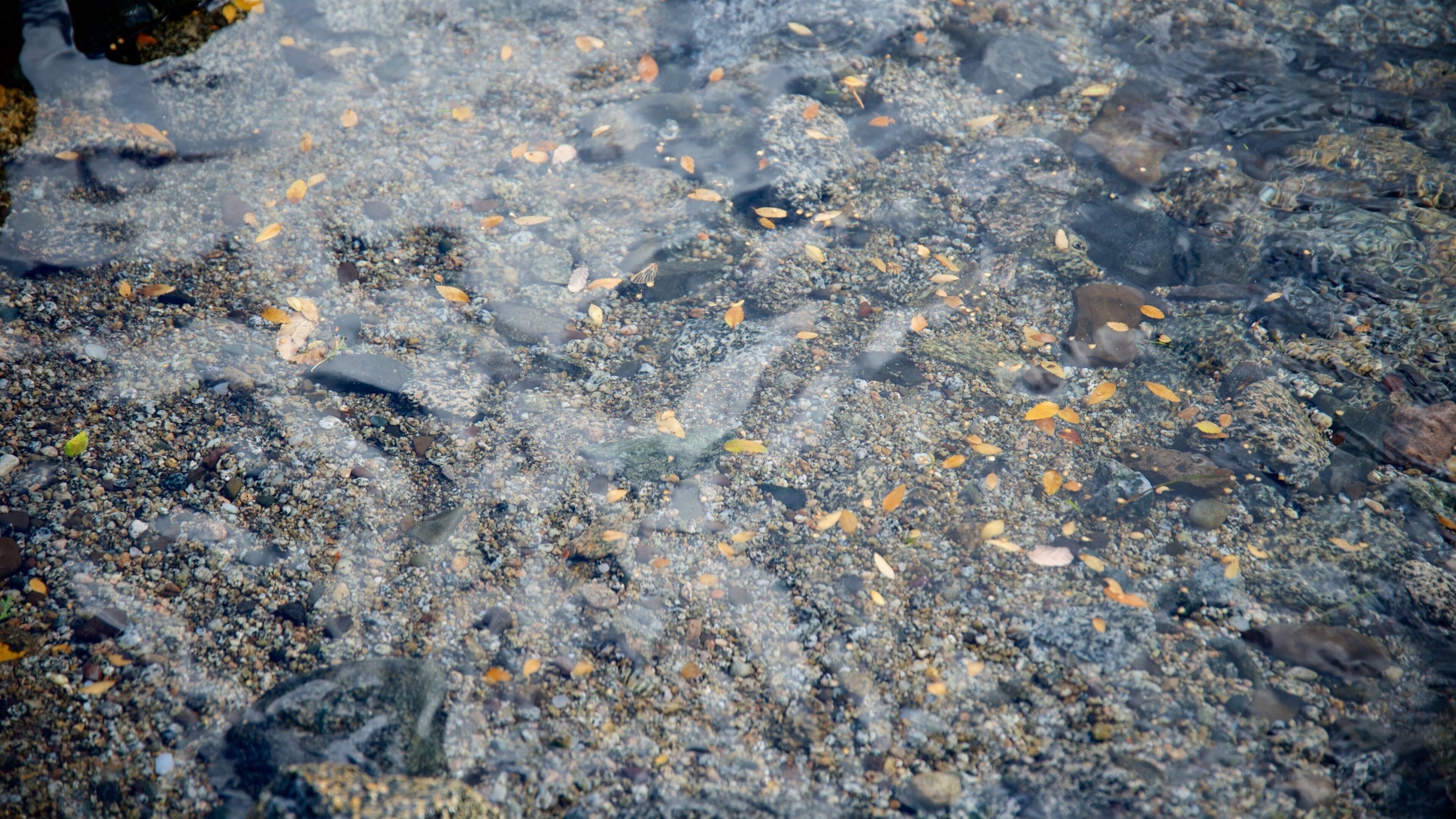 San Martin de los Andes mostrando um lago ou charco