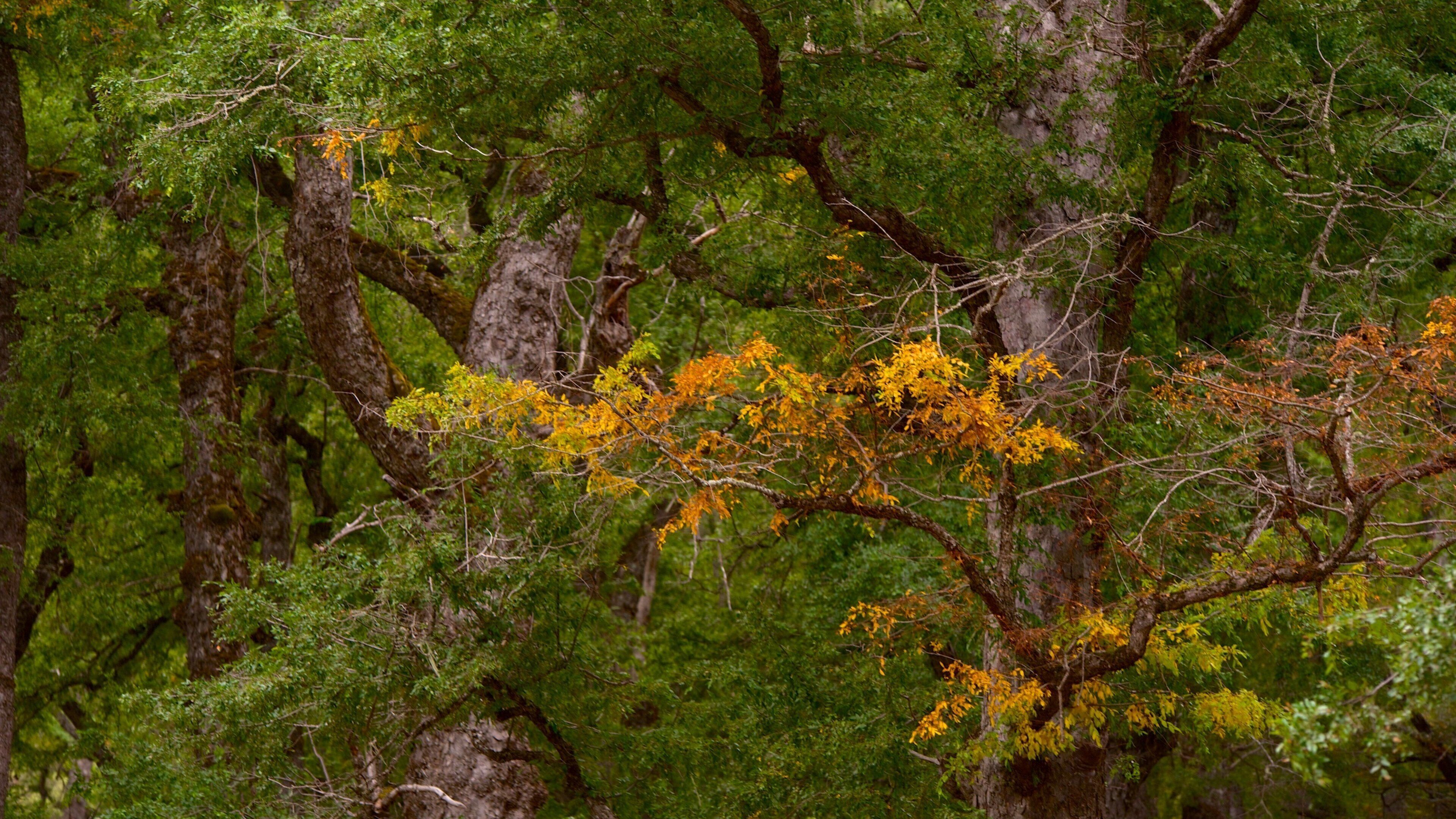 San Martín de los Andes og byder på skovområder