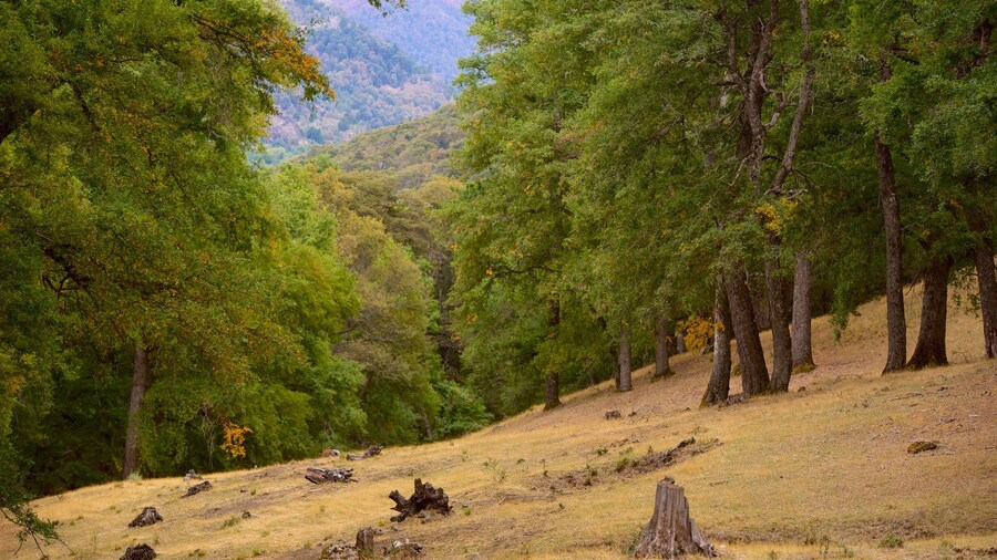 Patagonia Region which includes forests