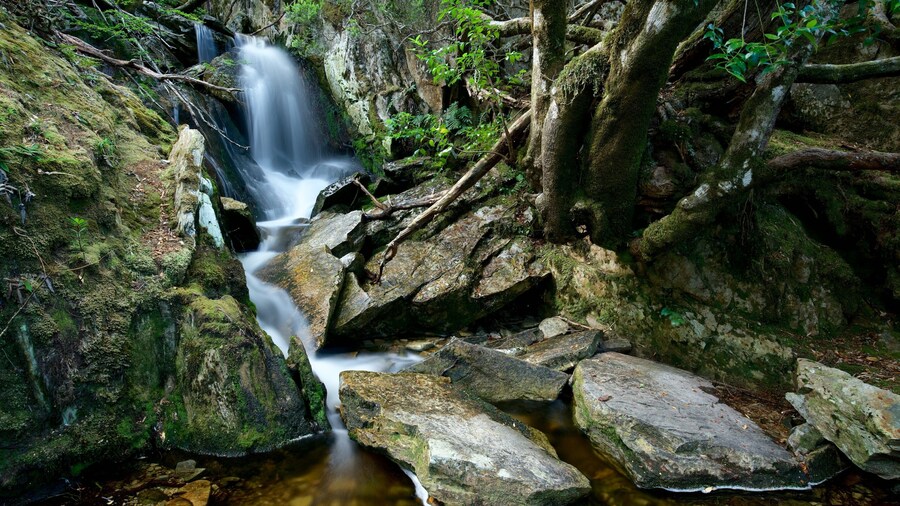 Cradle Mountain qui includes cascade et riviĂšre ou ruisseau