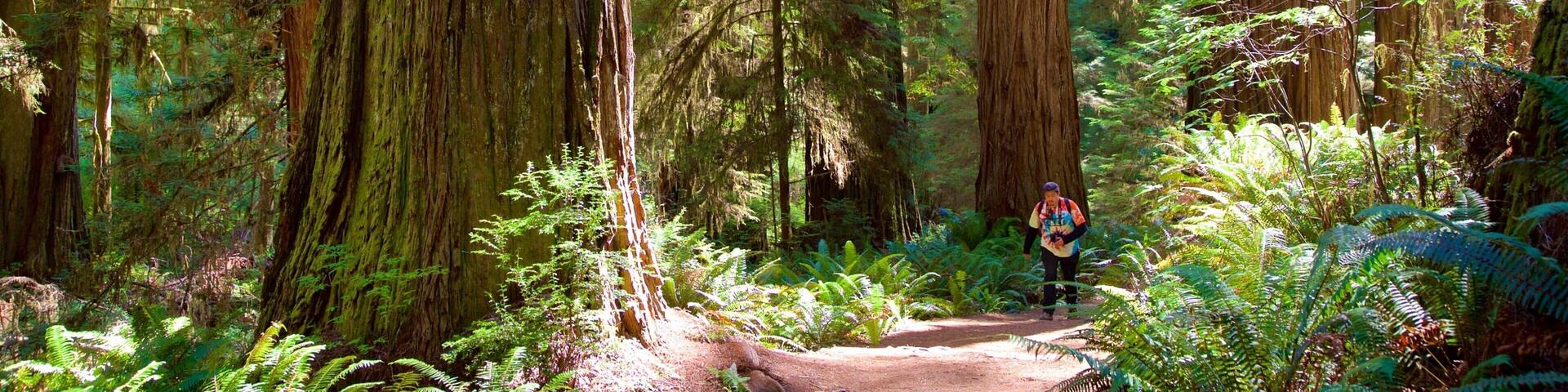 A forest with tall trees and a dirt path.