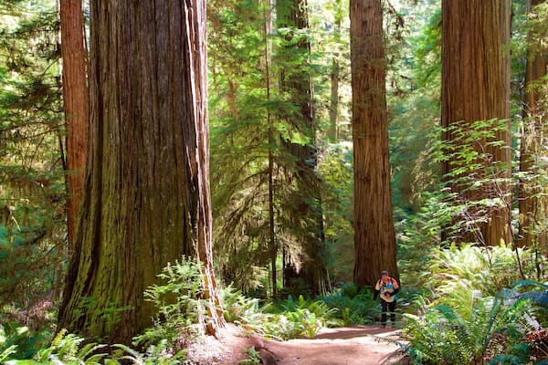 Redwood National and State Parks showing hiking or walking and forests as well as an individual male
