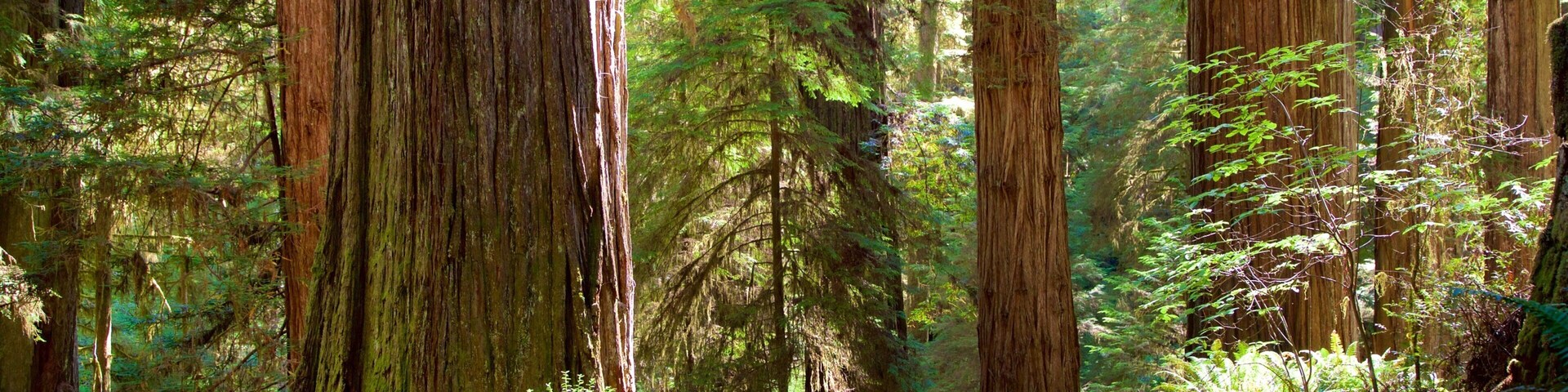 红木国家和州立公园