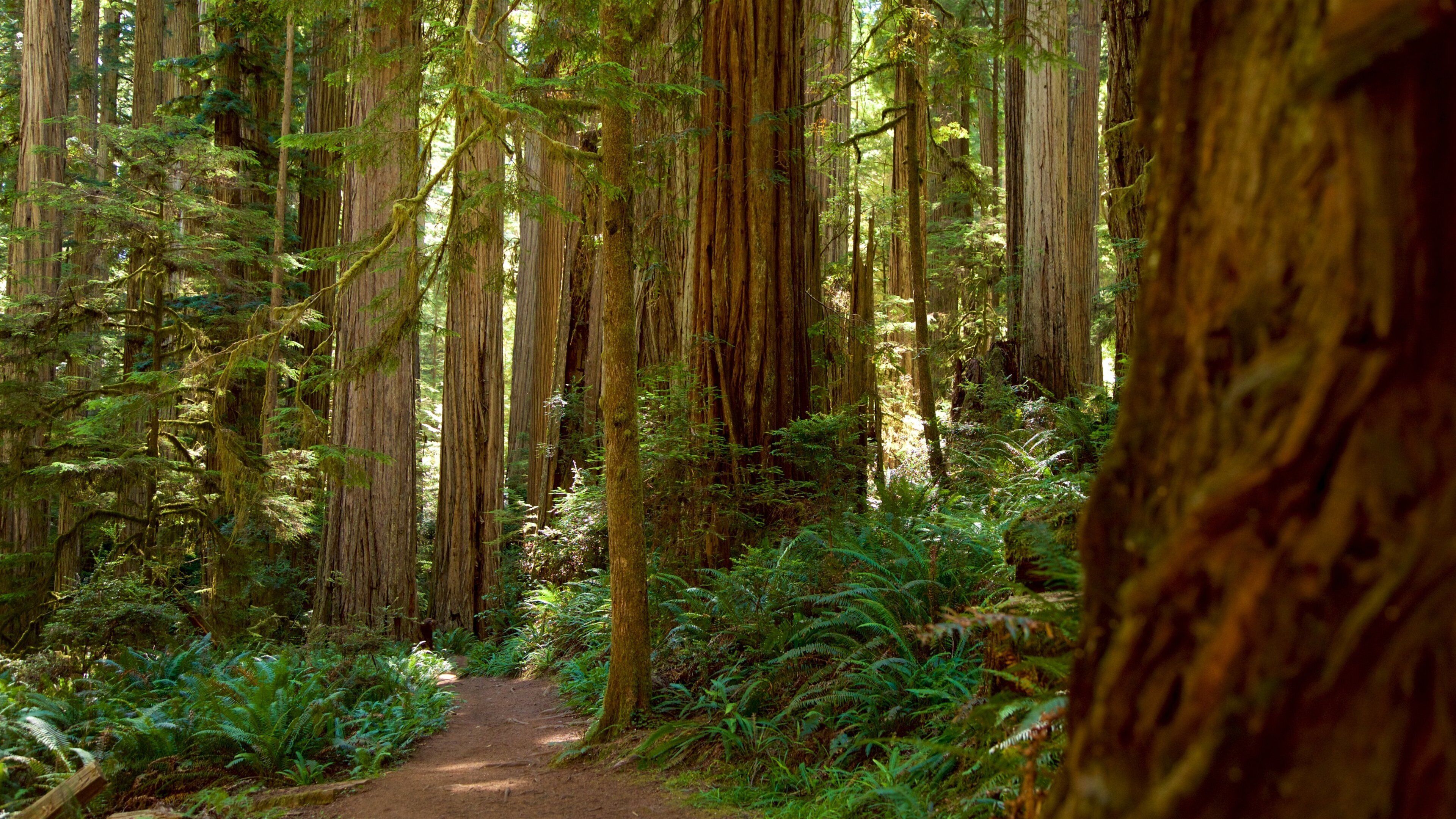Boy Scout Tree Trail