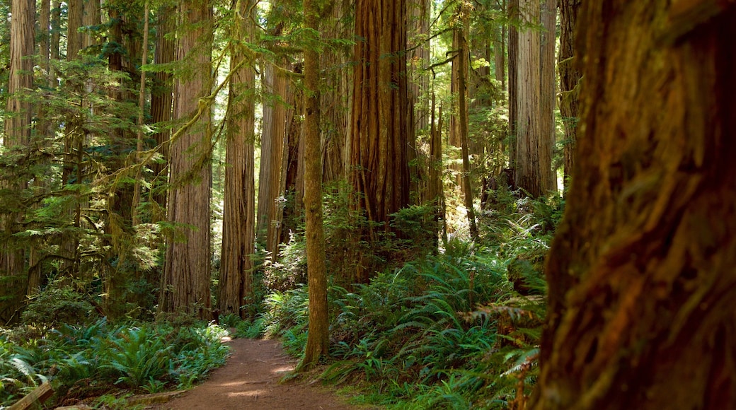 Boy Scout Tree Trail