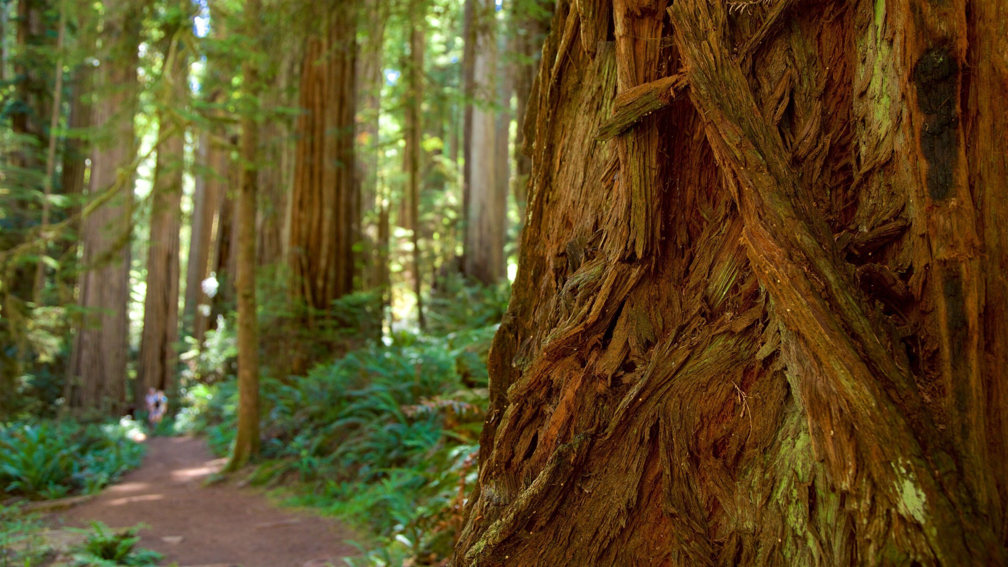 Redwood National and State Parks showing forest scenes