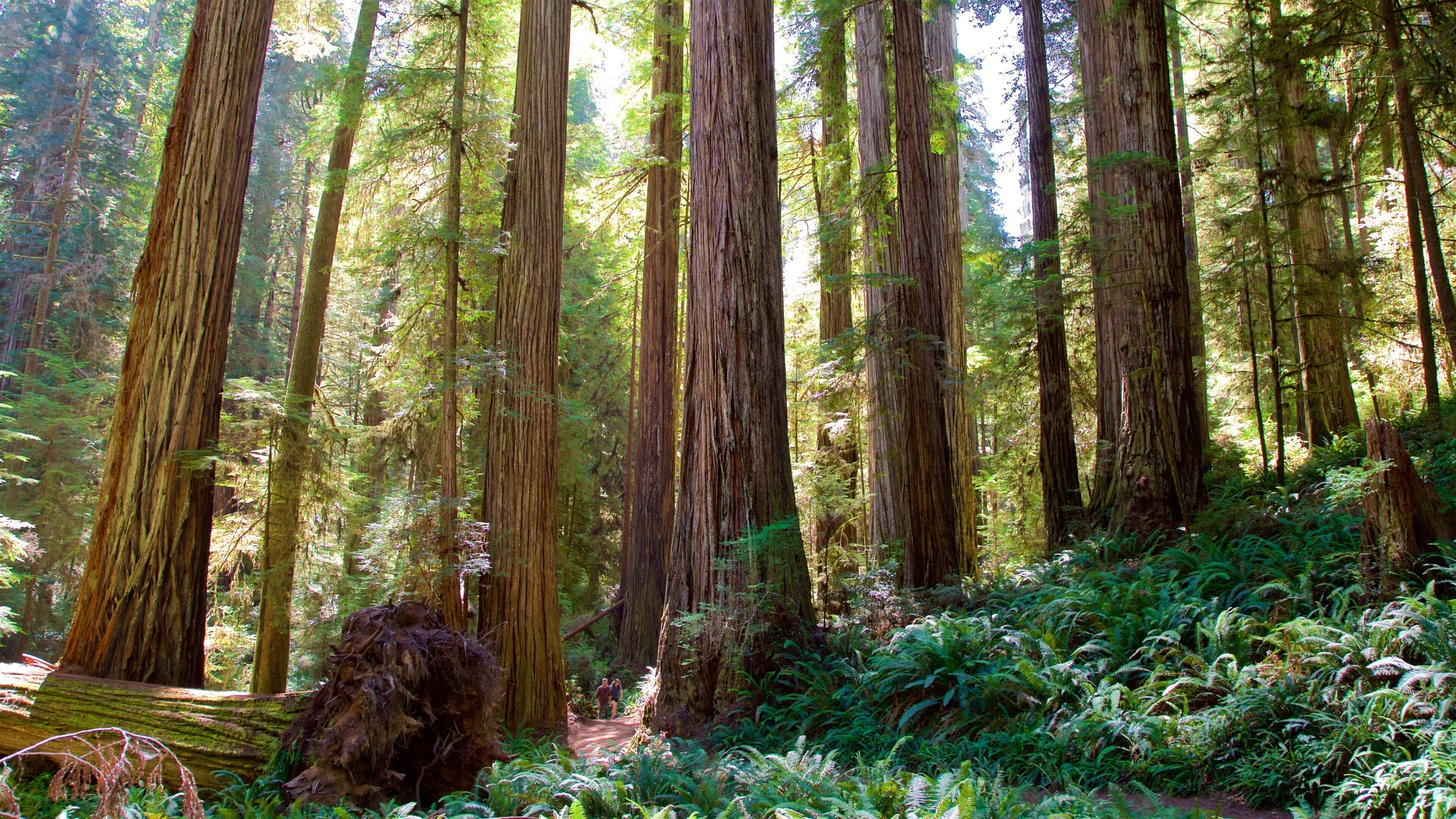 Boy Scout Tree Trail showing forests