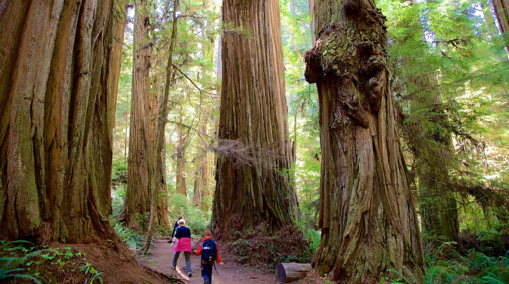 Boy Scout Tree Trail