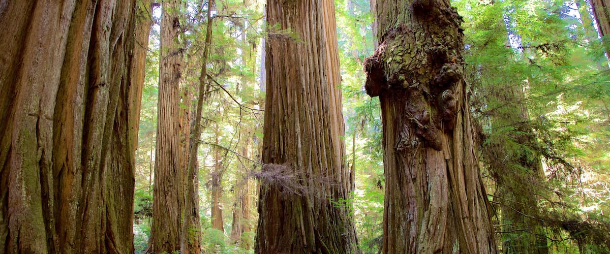 Boy Scout Tree Trail