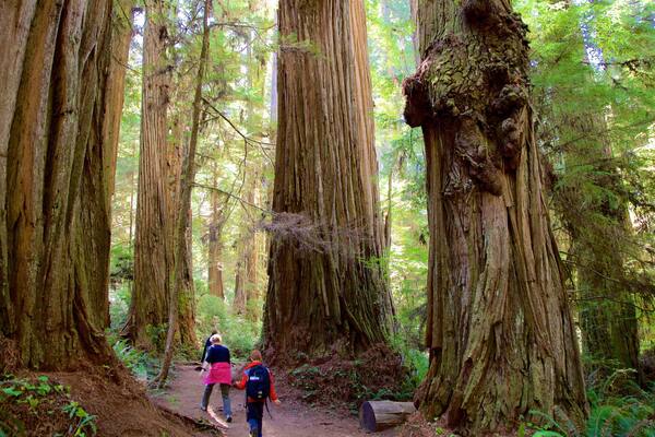 Boy Scout Tree Trail