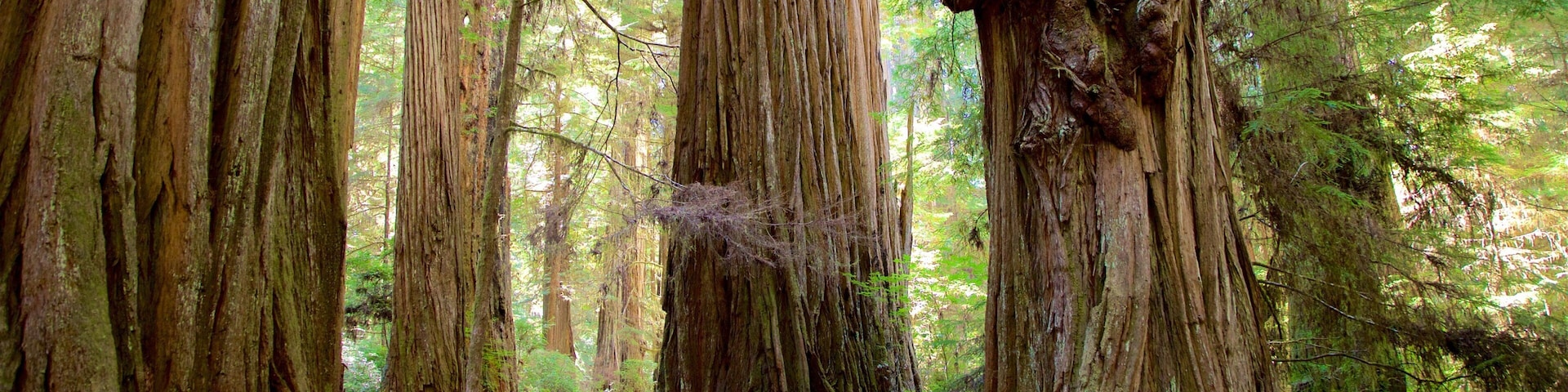 Boy Scout Tree Trail