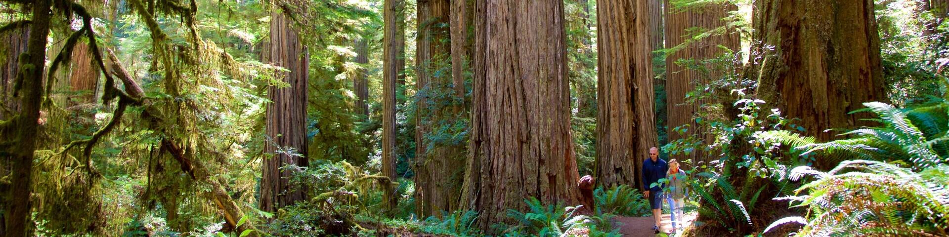 Boy Scout Tree Trail