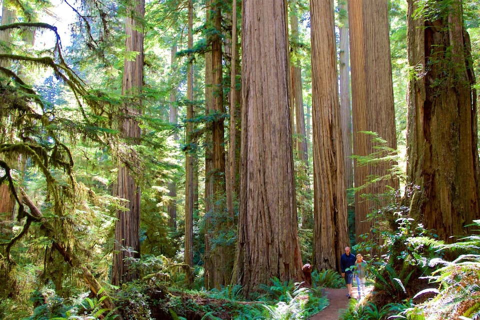 Une forêt dense, peuplée de séquoias géants, et un sentier étroit.