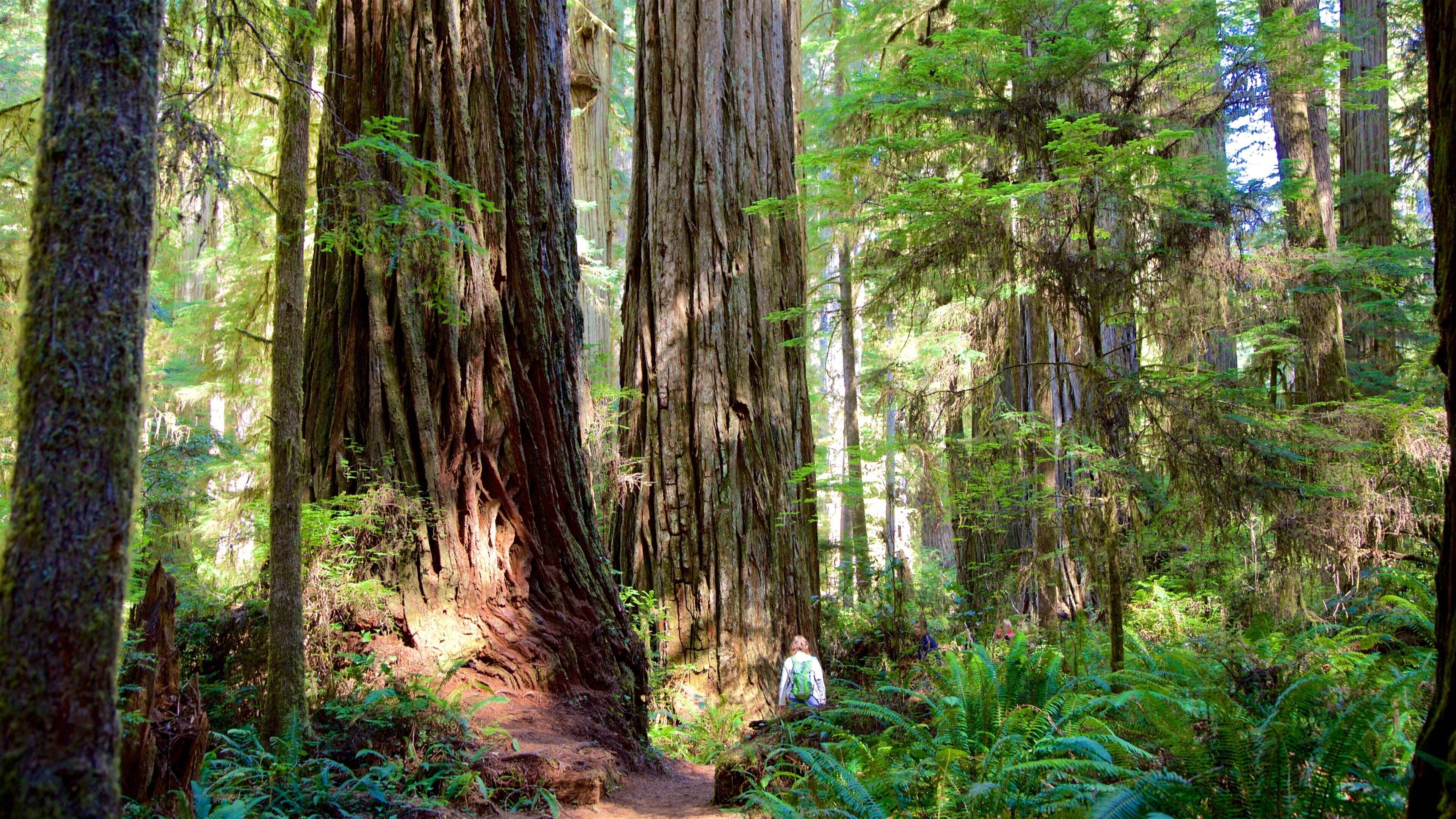 Boy Scout Tree Trail