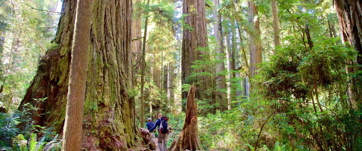 Boy Scout Tree Trail