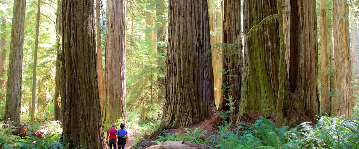 A forest with tall trees and a dirt path.
