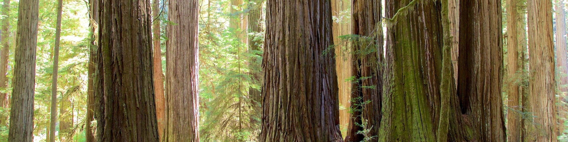 A forest with tall trees and a dirt path.
