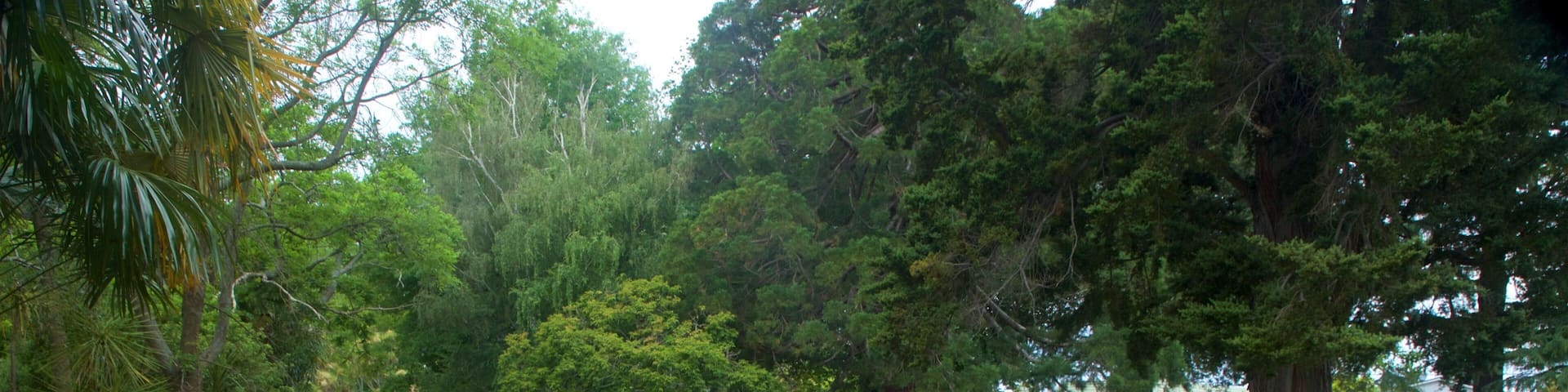 A serene park with a pond, lush greenery, and large trees.