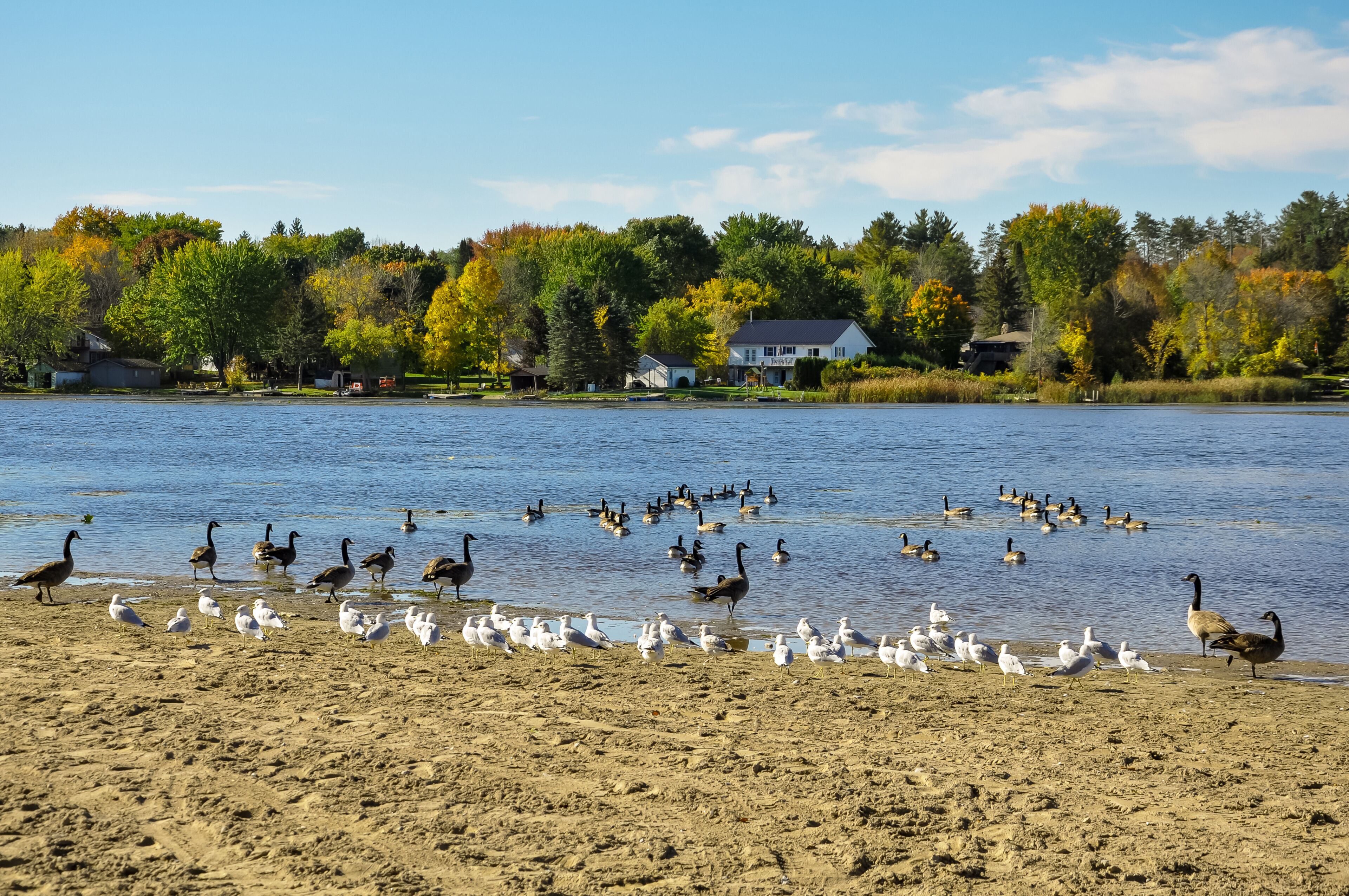 Flock of birds in the beach
