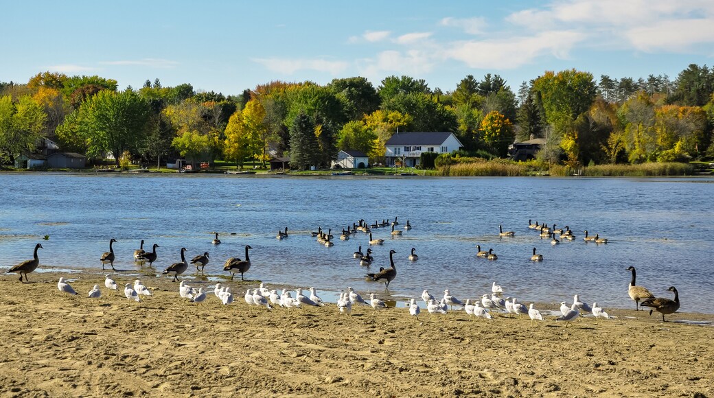 Flock of birds in the beach