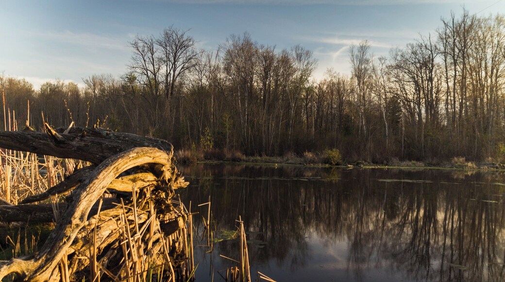 Windy Ridge, just off of Highway 7