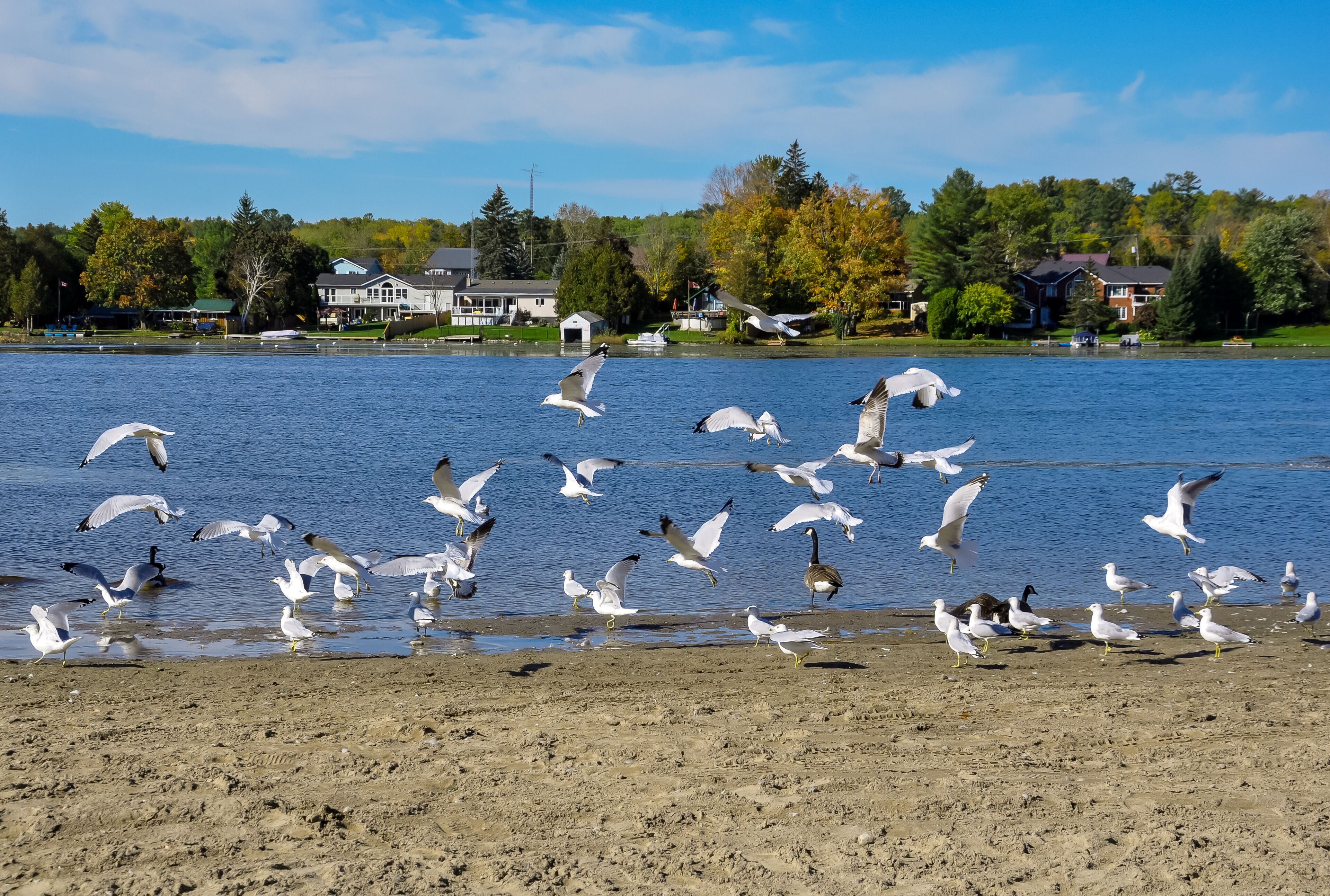 Flock of seagulls in the beach