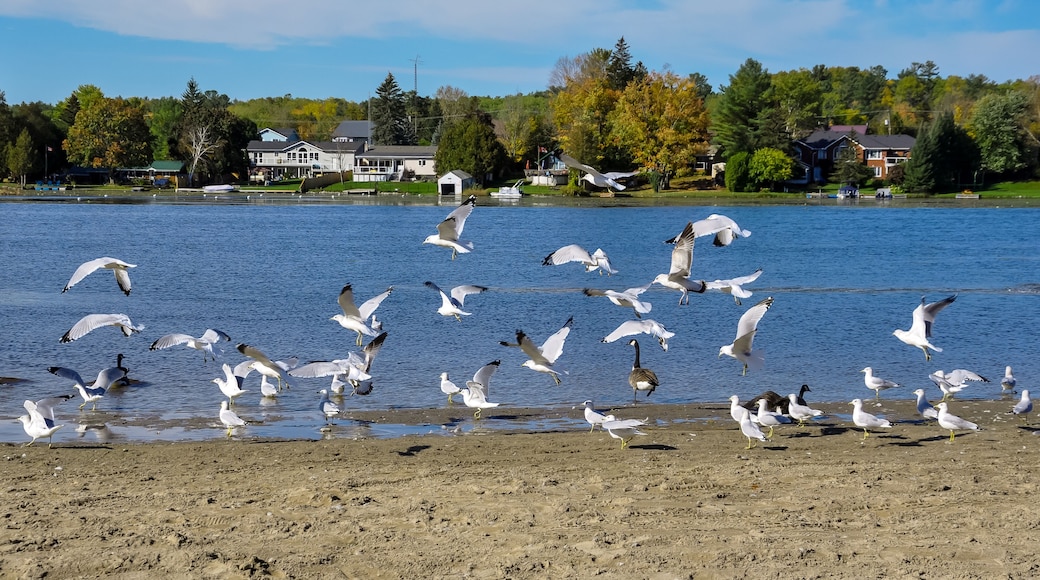 Flock of seagulls in the beach