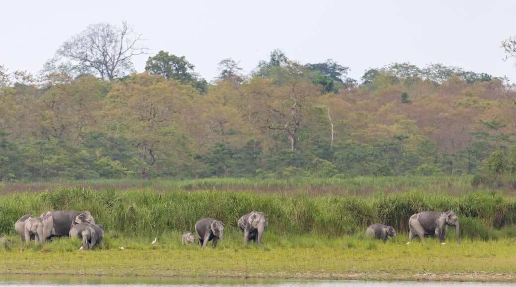A group of wild elephants near a waterbody at Kaziranga national Park,assam,india.
