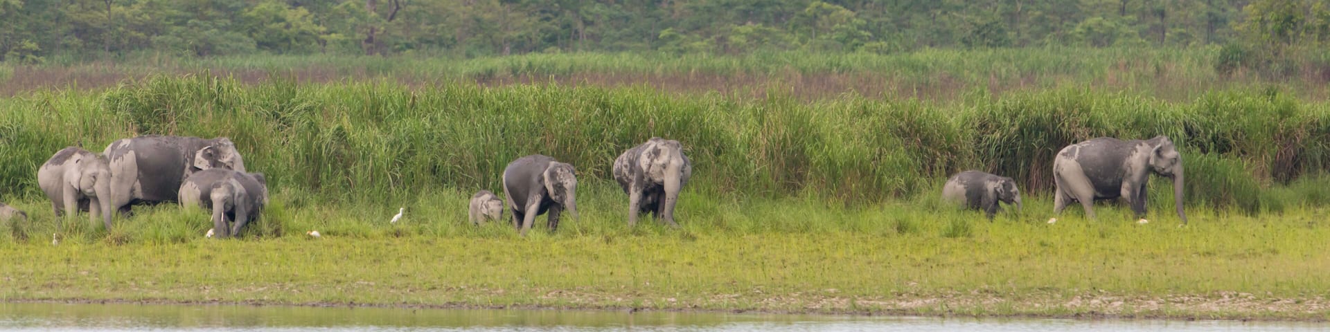 A group of wild elephants near a waterbody at Kaziranga national Park,assam,india.