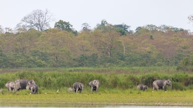 A group of wild elephants near a waterbody at Kaziranga national Park,assam,india.