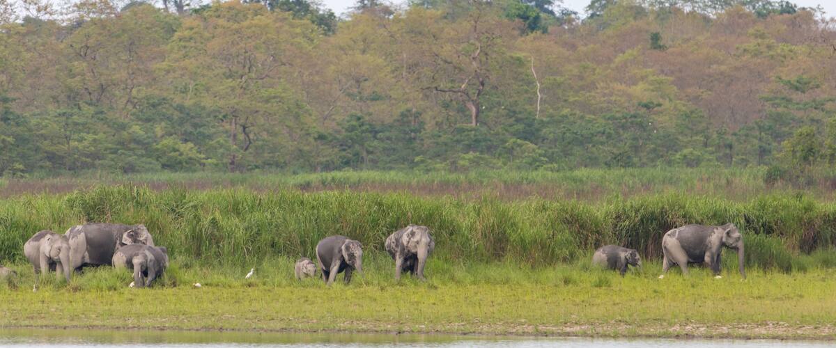 A group of elephants in a grassy area near a body of water, with trees in the background.
