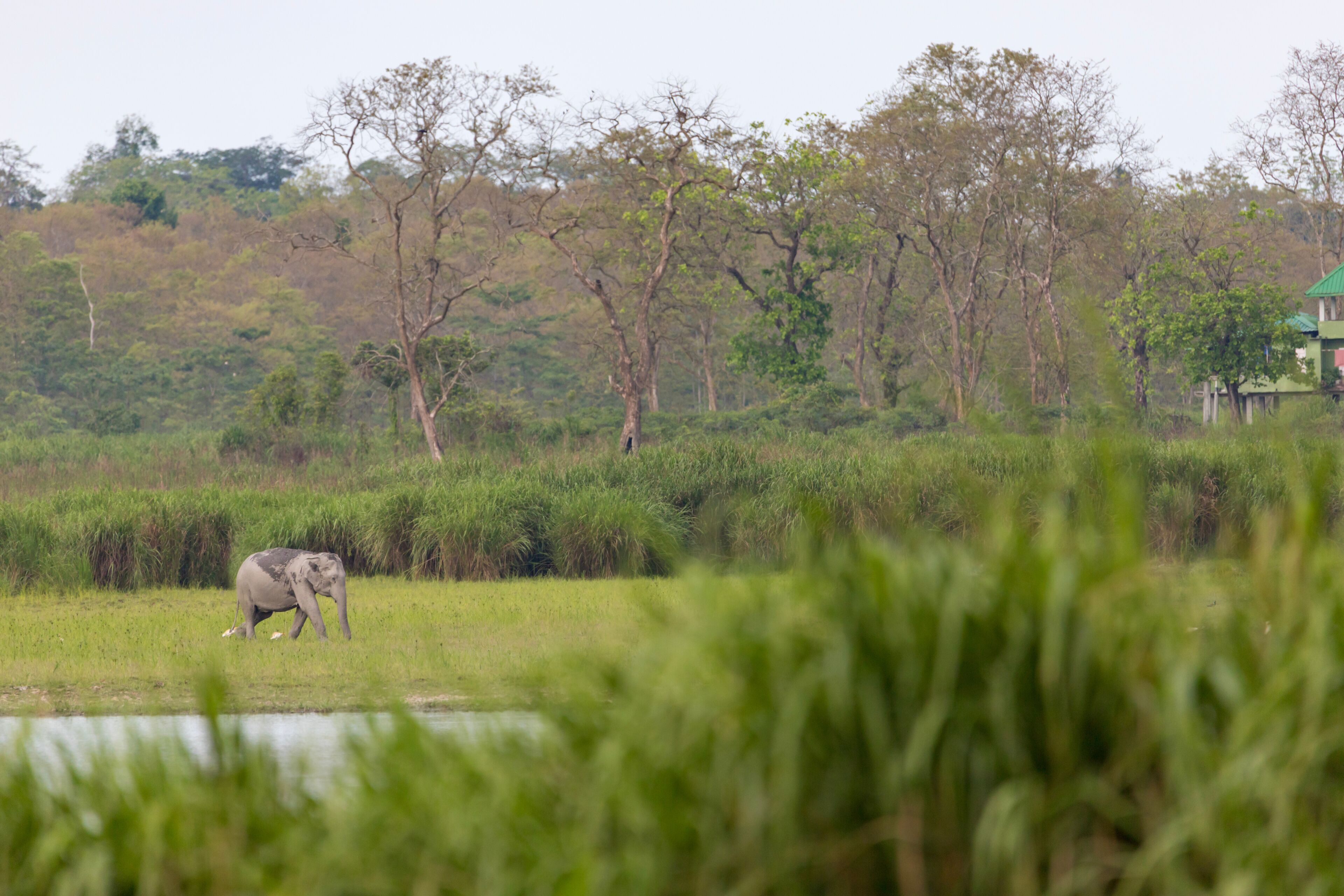 A group of wild elephants near a waterbody at Kaziranga national Park,assam,india.