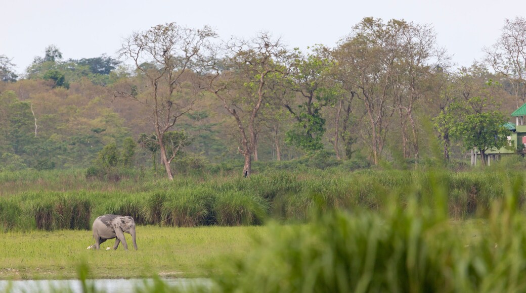 A group of wild elephants near a waterbody at Kaziranga national Park,assam,india.