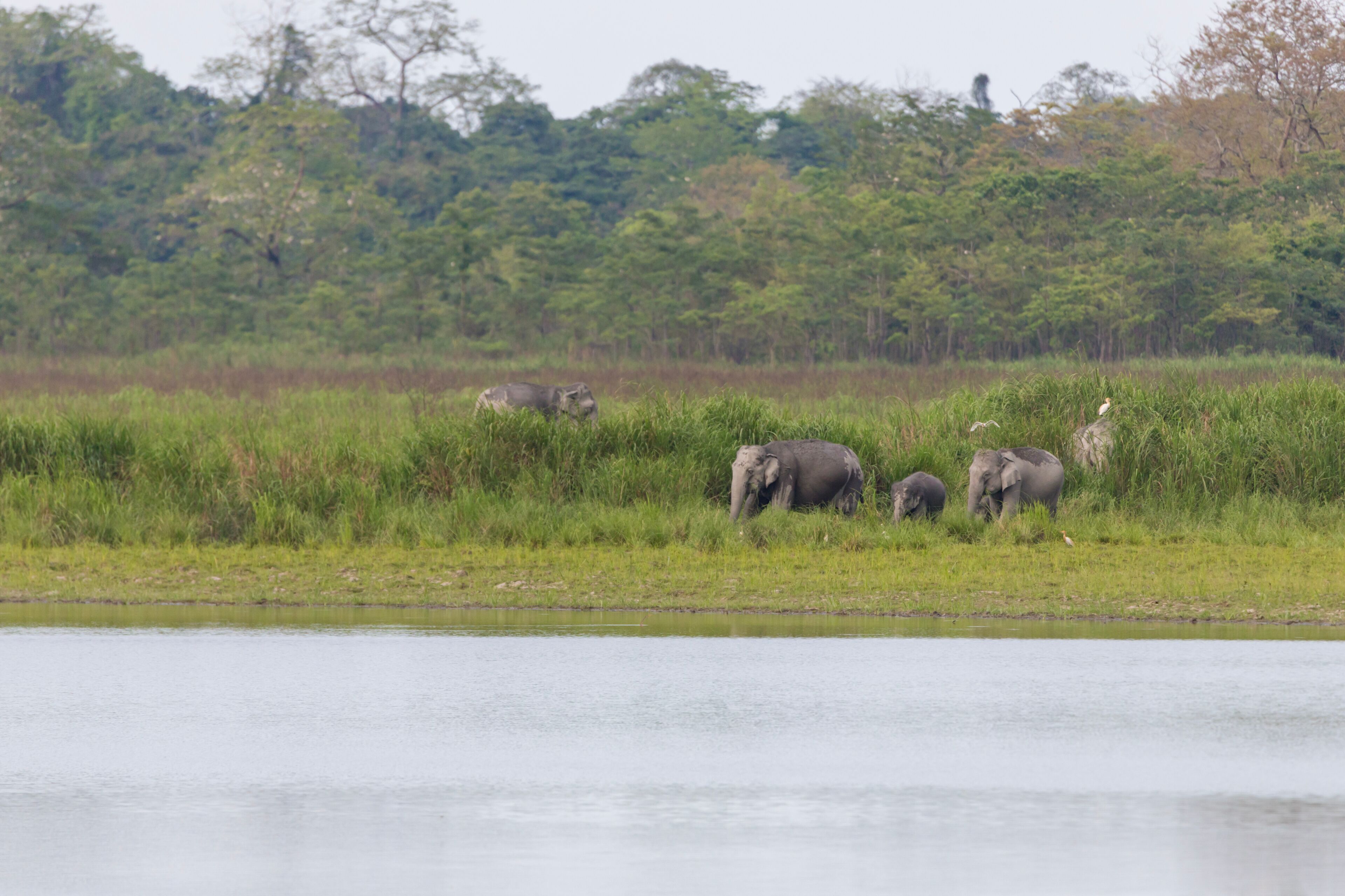 A group of wild elephants near a waterbody at Kaziranga national Park,assam,india.