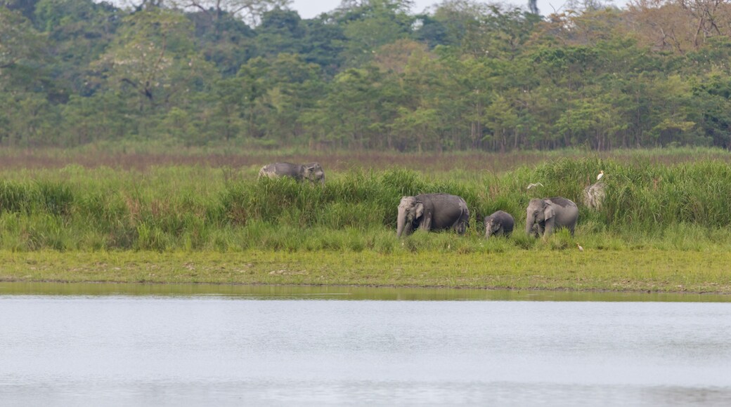 A group of wild elephants near a waterbody at Kaziranga national Park,assam,india.