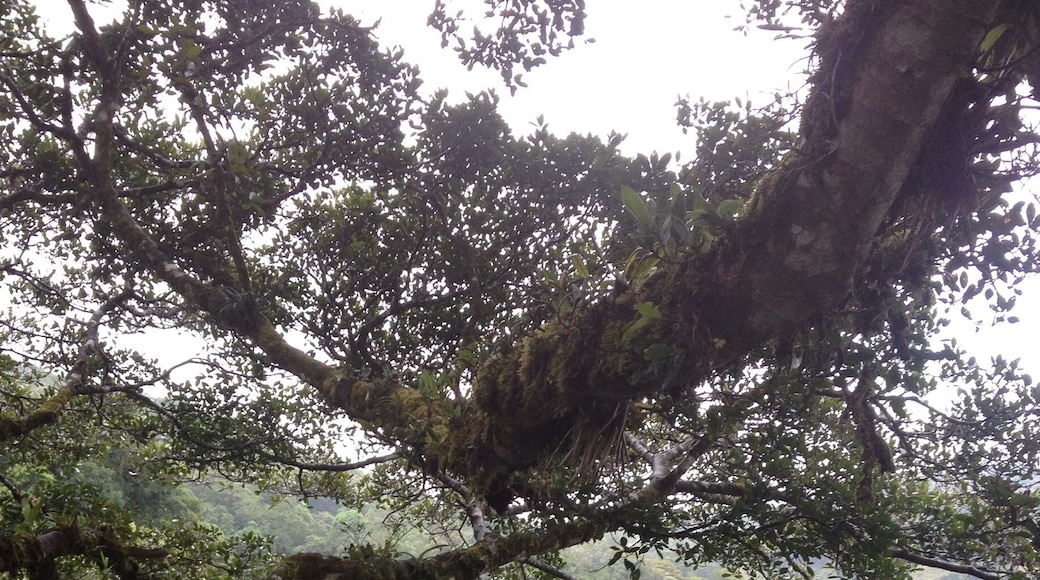 Beautiful views while ziplining. What we see standing on the platform. Go up in the trees, cause the view's a little nicer🍃