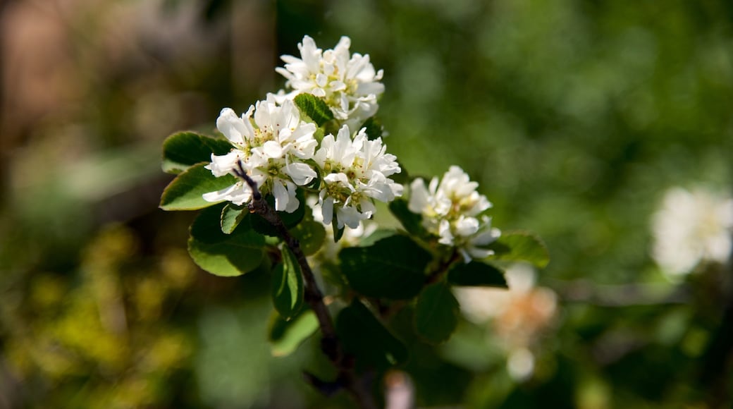 Grand Teton National Park som viser vilde blomster