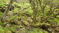 A moss-covered forest with rugged terrain and scattered rocks.