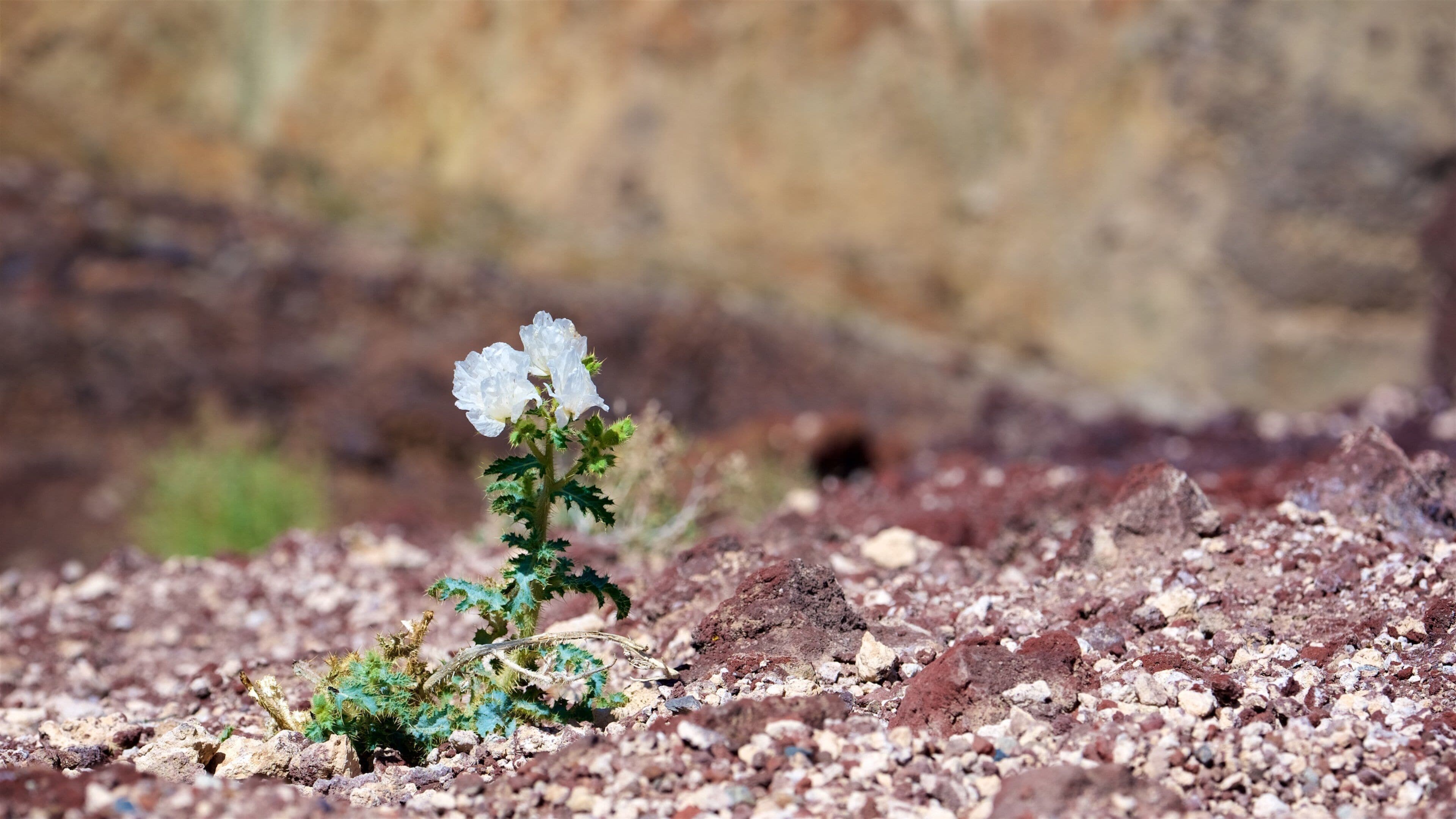 Vallée de la Mort montrant scènes tranquilles et fleurs