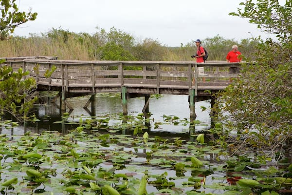Eine Holzbrücke über einen Teich mit Seerosen, umgeben von Bäumen.
