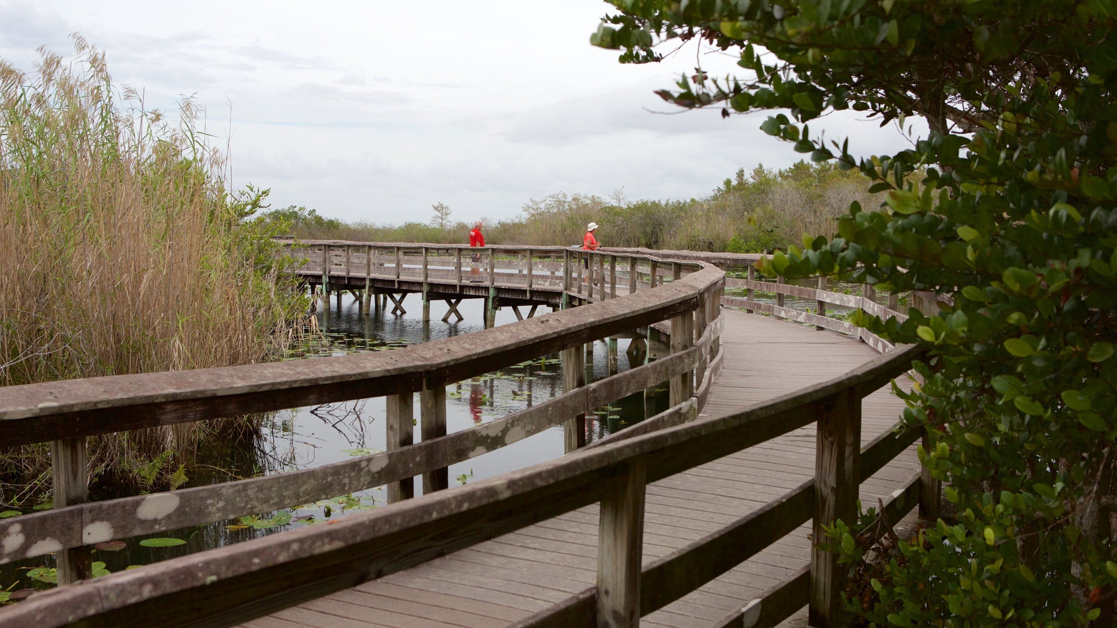 Everglades nasjonalpark som inkluderer innsjø og bro