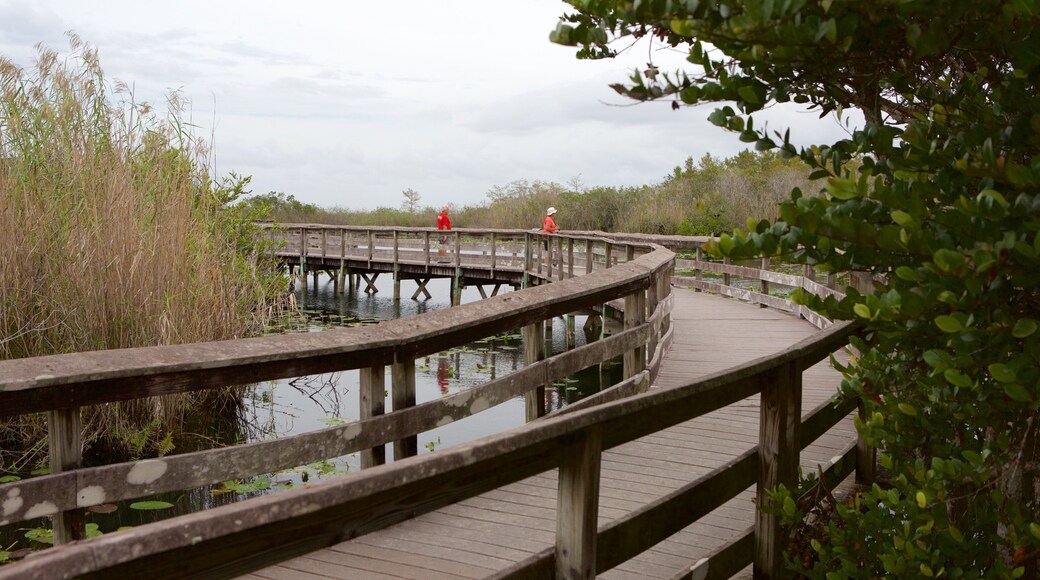 Everglades nasjonalpark som inkluderer innsjø og bro