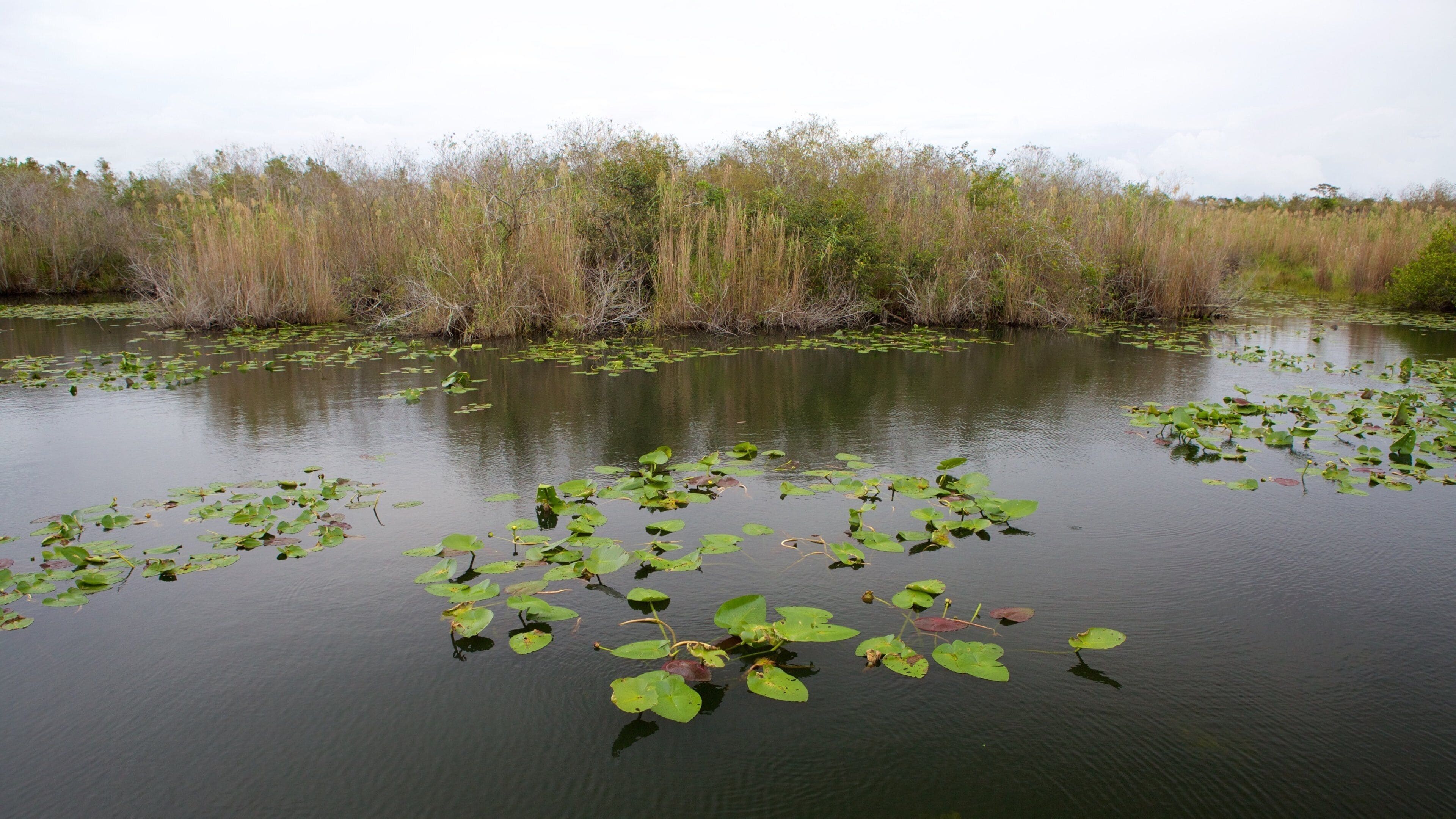 Anhinga Trail showing a lake or waterhole