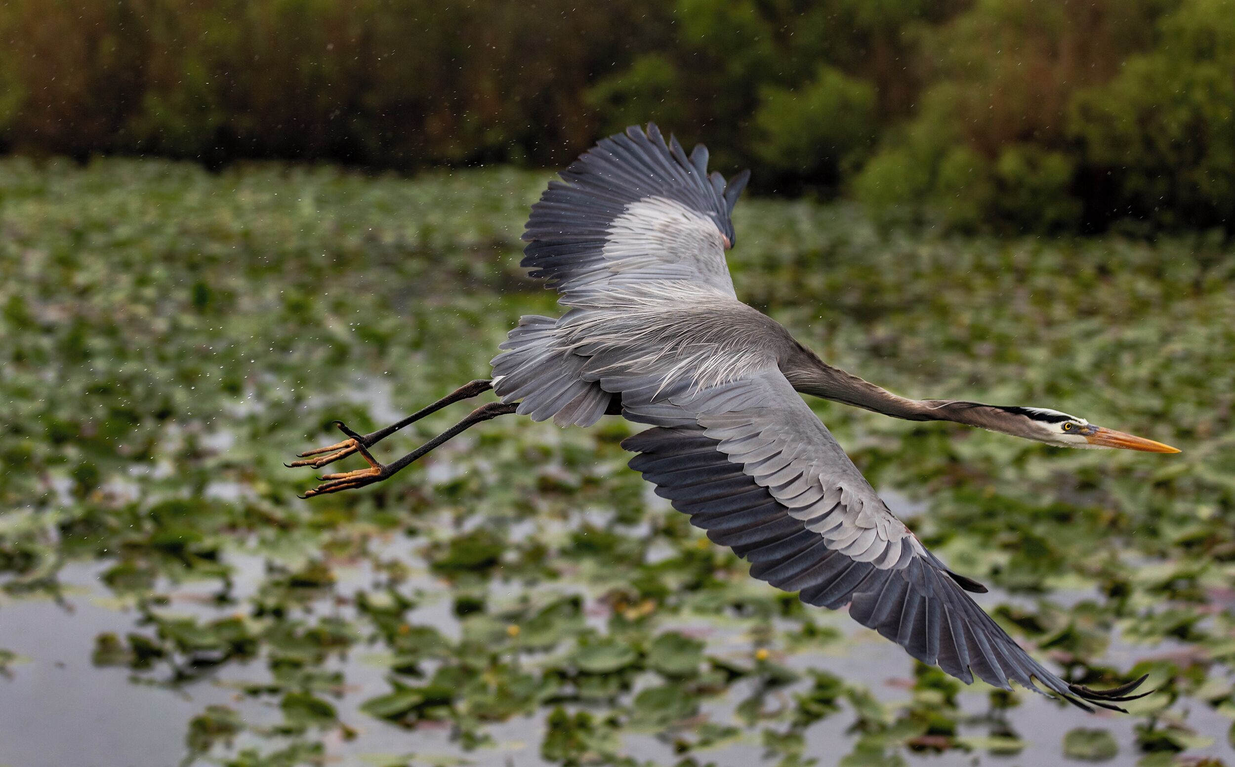 I waited for about 15 minutes for this Blue Heron to take flight. I am very glad I waited; they will always be my favorite bird. 