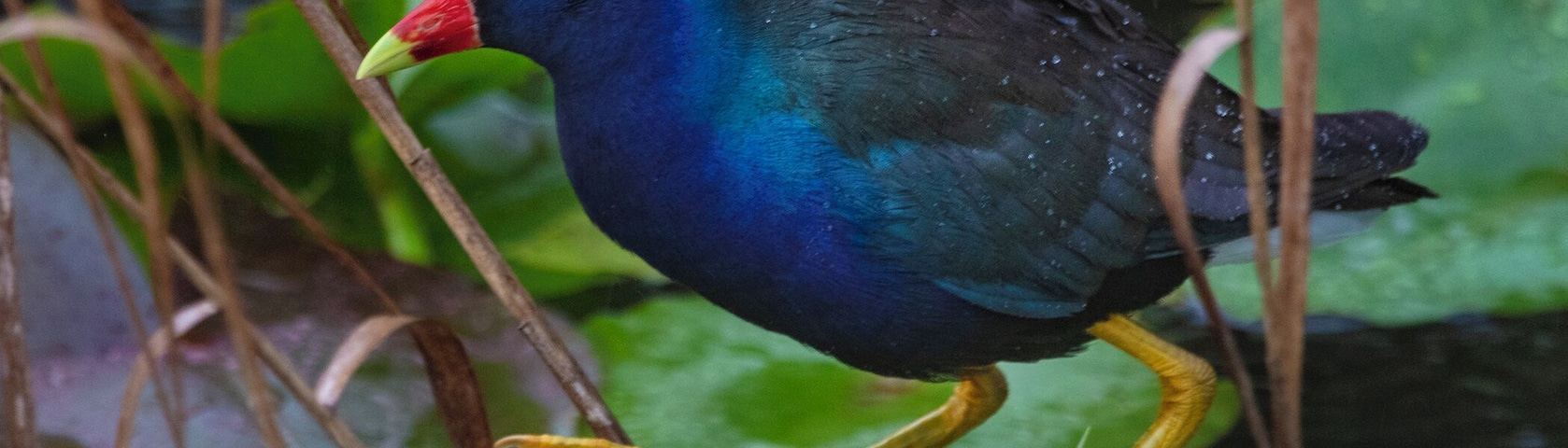 When I entered the park I met with a Photographer and park ranger. They showed me a photo of a Purple Gallinule. I hadn't heard of them before entering the park, but after seeing their photos I knew I needed one. Luckily during the rain they were walking around the lily pads and enjoying the rain.
Notice their extremely large feet? The better to walk on lily pads.
