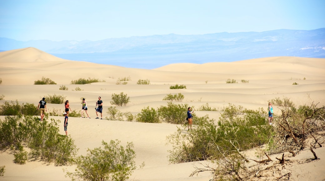 Mesquite Flat Sand Dunes featuring landscape views and desert views as well as a small group of people