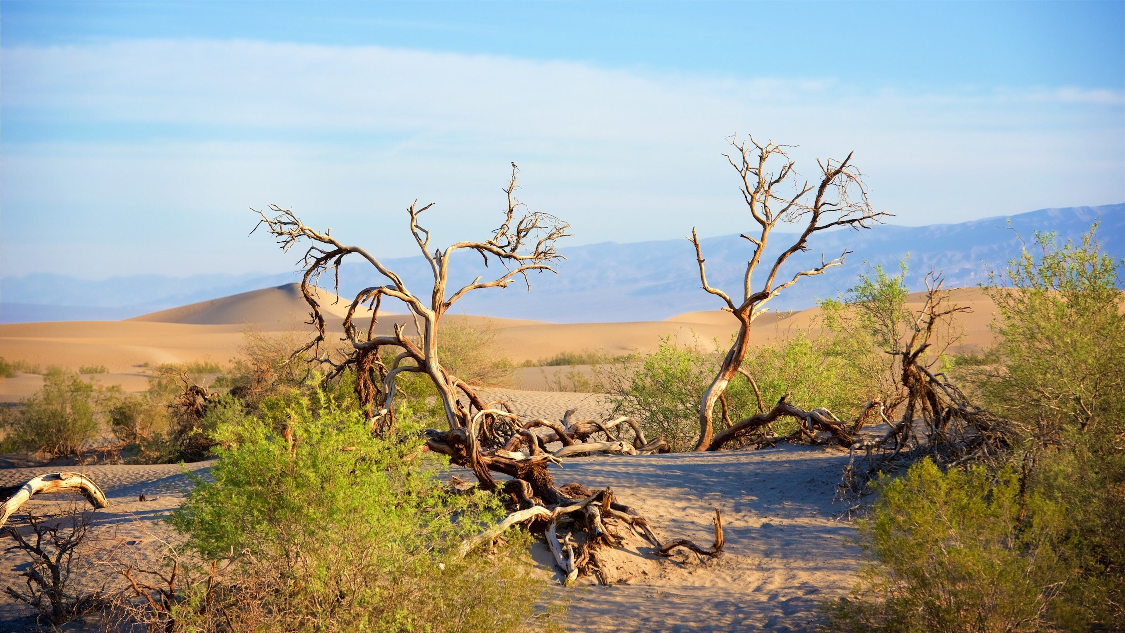Mesquite Flat Sand Dunes showing landscape views and desert views